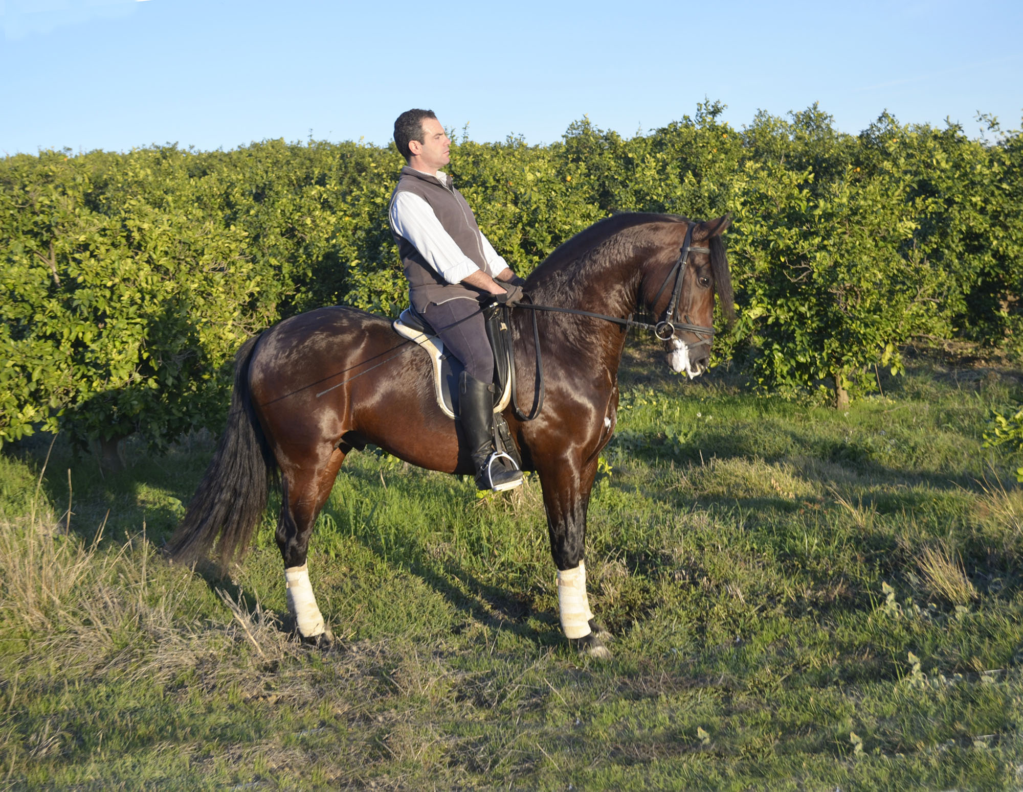 Caballo en Venta